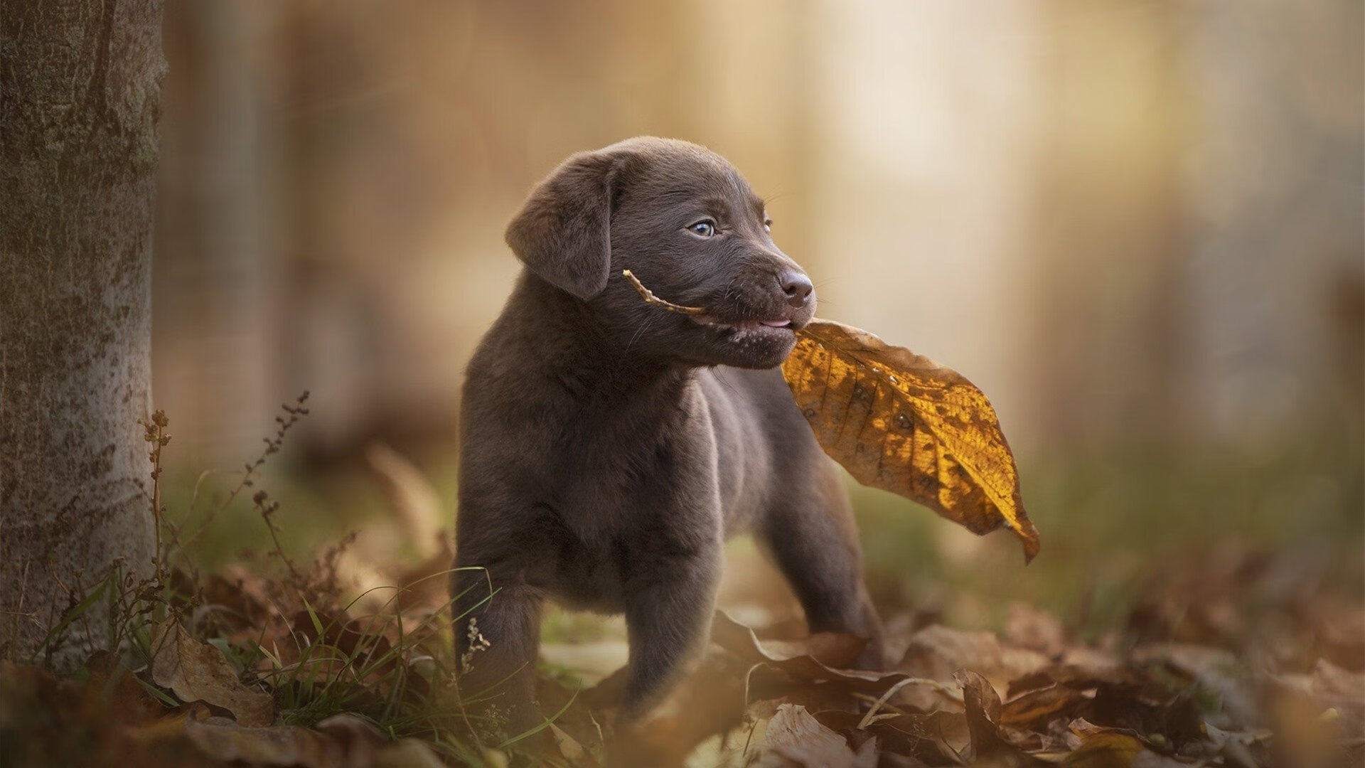 怀旧时光：追忆那些年篮球带来的感动，篮球回忆语录
