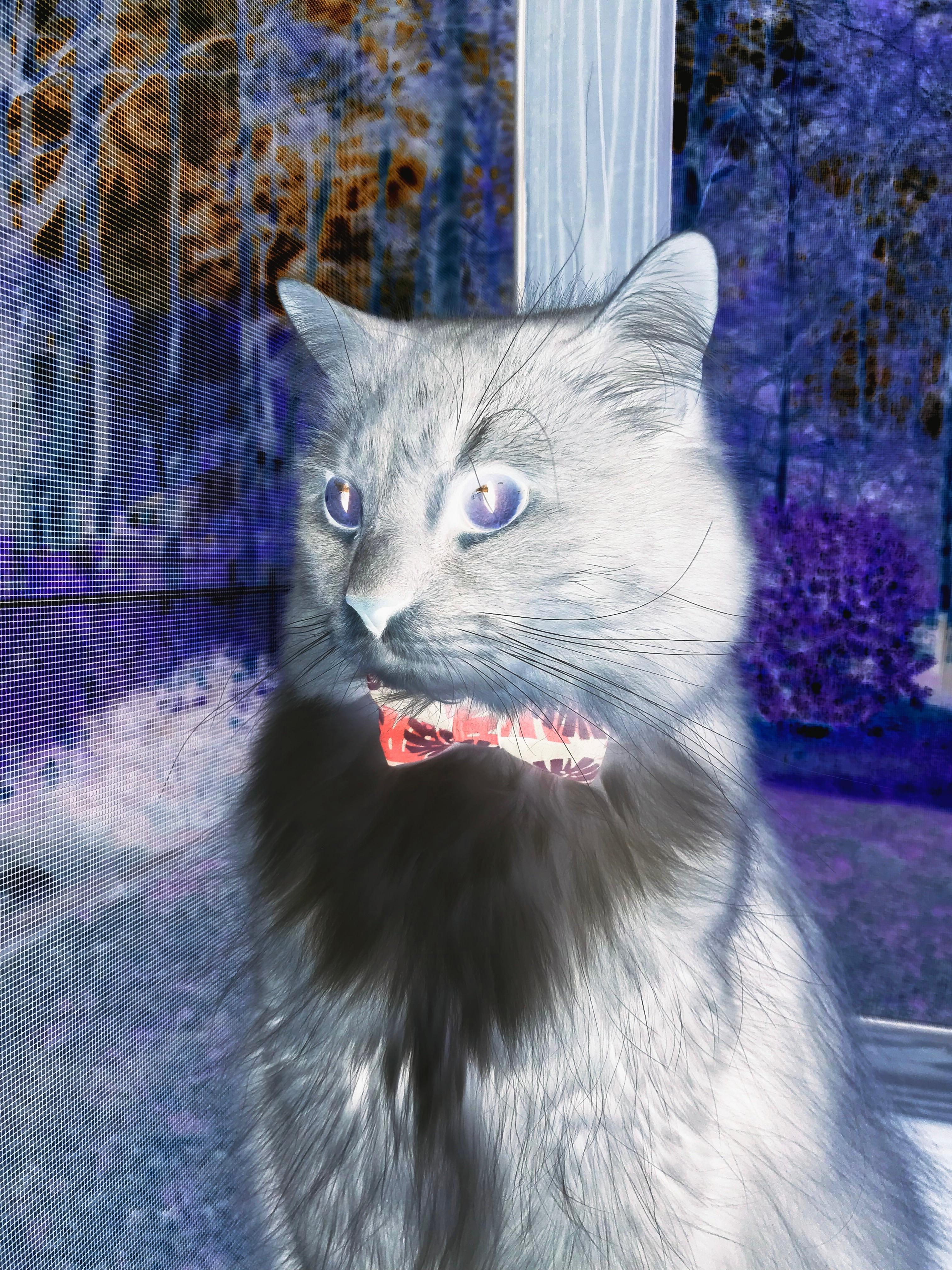 技术解析：欧冠比赛中的高端控球艺术，欧冠控分