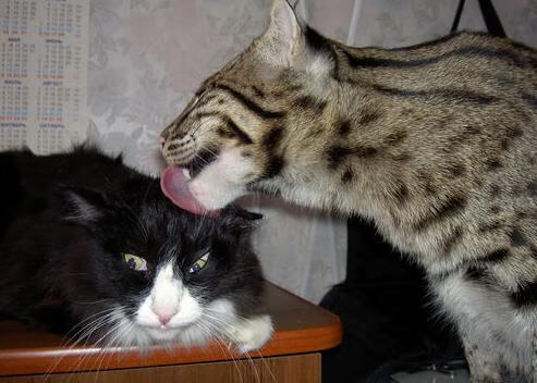 开云官方-“西甲领头羊稳步推进，夺冠希望逐渐下放”，西甲足球冠军